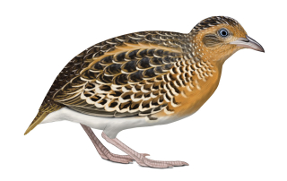 Black-rumped Buttonquail by Faansie Peacock