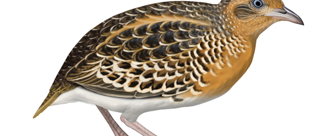 Black-rumped Buttonquail by Faansie Peacock