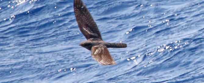 European Nightjar