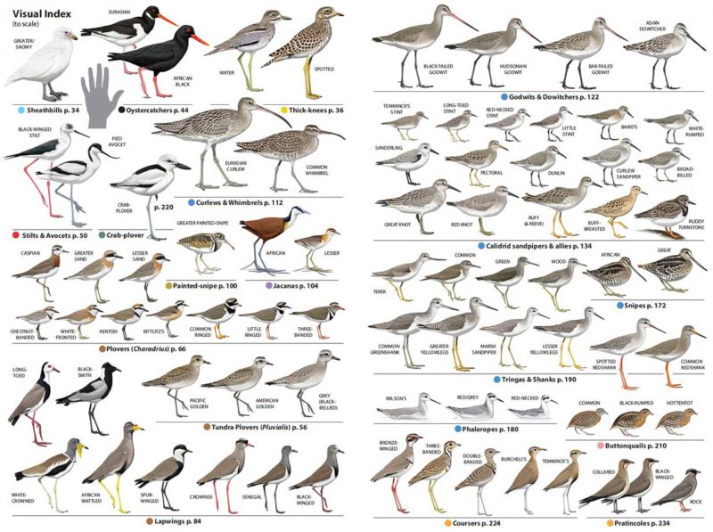 Waders book – faansiepeacock.com