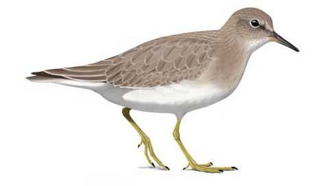 Temminck's Stint by Faansie Peacock